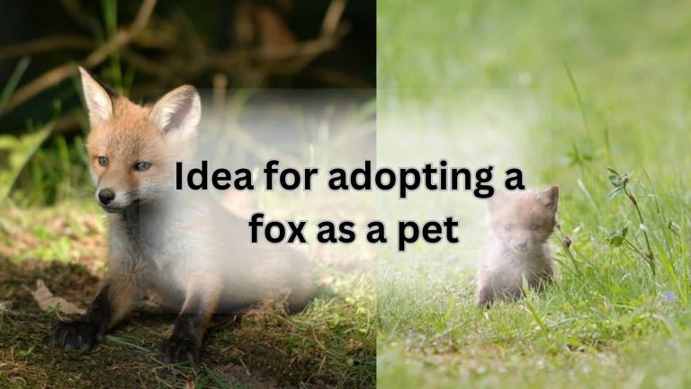 Fox Adoption Guide: How to Welcome a Sly New Friend