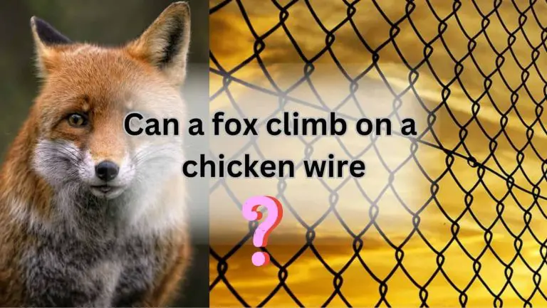 Can Clever Foxes Climb Chicken Wire Fences? Uncover the Truth!