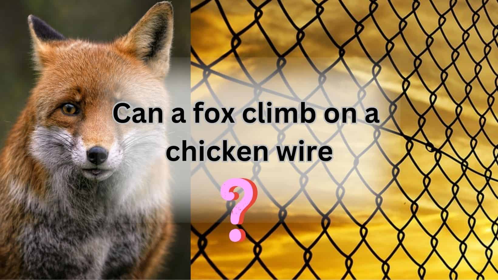 Fox climb on chicken wire