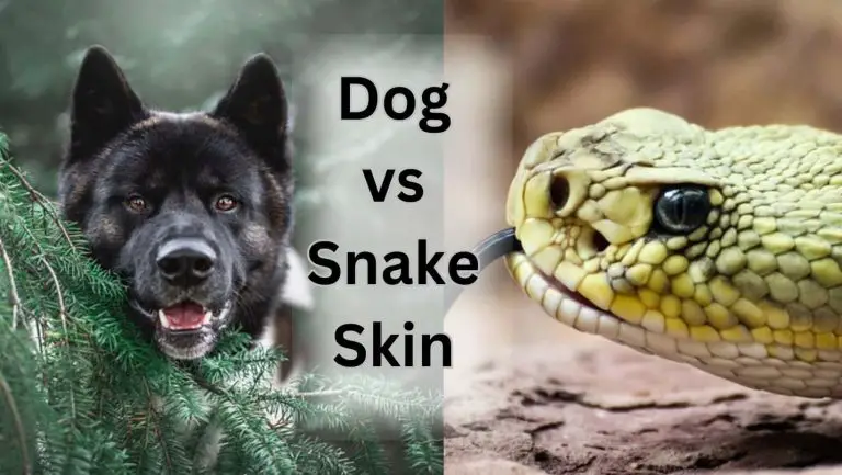 Can Dogs Safely Consume Snake Skin? Expert Reveals Truth