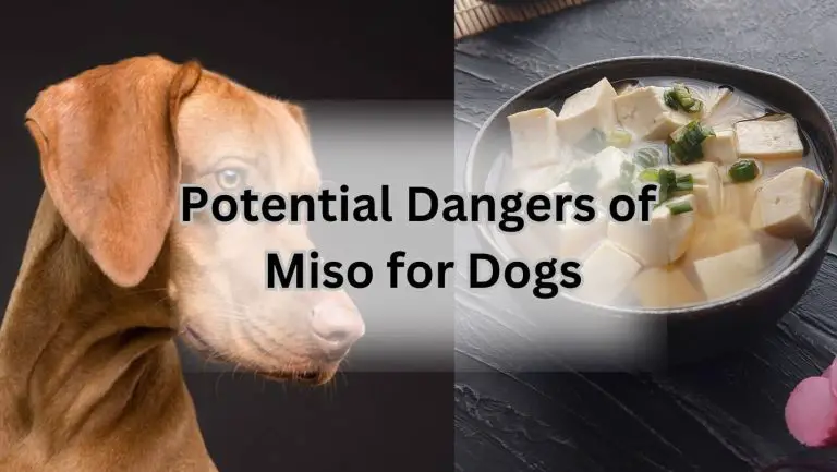 Is Miso Harmful for Dogs? Expert Opinion Revealed