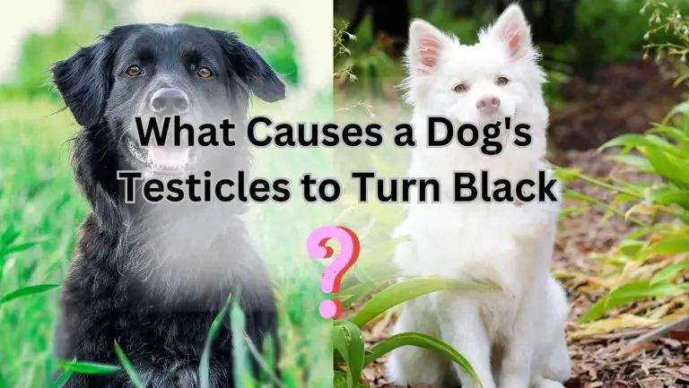 “Uncovering the Mystery: Black Balls on Dogs Explained”