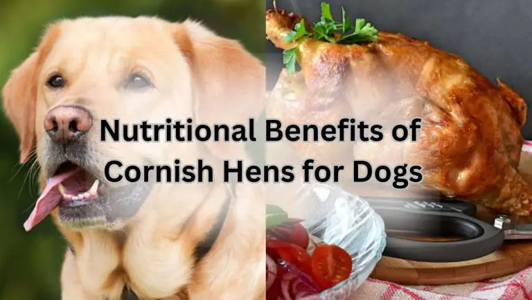 Can Dogs Safely Enjoy Cornish Hen? Find Out Now!