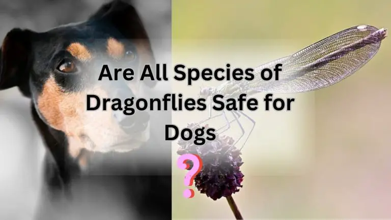 “Can Dogs Safely Enjoy Dragonflies? Unveiling the Surprising Answer”