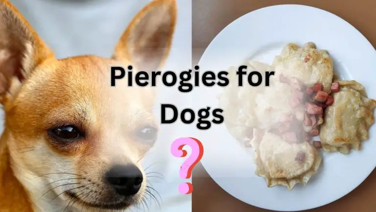 “Doggie Delights: Exploring the Perks of Pierogies for Canine Companions”