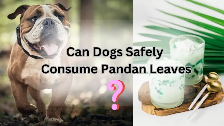 “Can Dogs Safely Indulge in Pandan Delights? Find Out!”