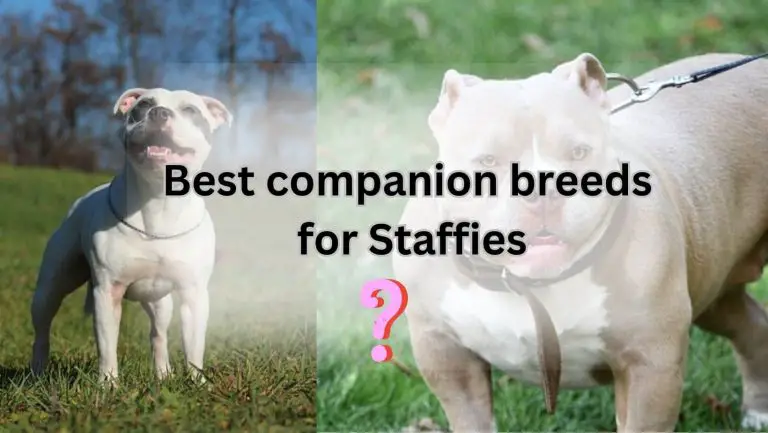 Discover Which Dogs Staffies Love to Get Along With