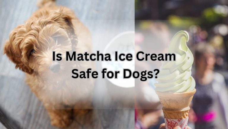 “Can Dogs Safely Enjoy Matcha Ice Cream? Find Out!”