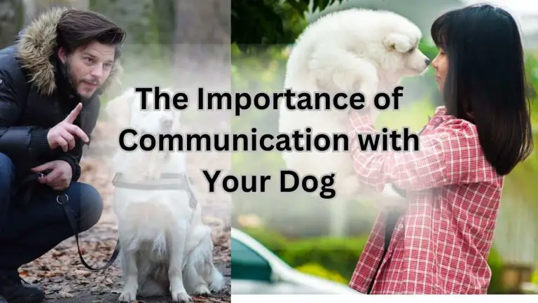 Upset with your dog? Here’s how to communicate effectively!