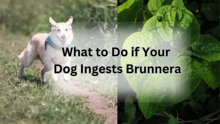 Is Brunnera Toxic to Dogs? Find Out Now!