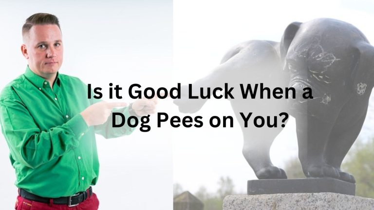 Uncover the Surprising Truth: Does a Dog’s Pee Bring Good Luck?