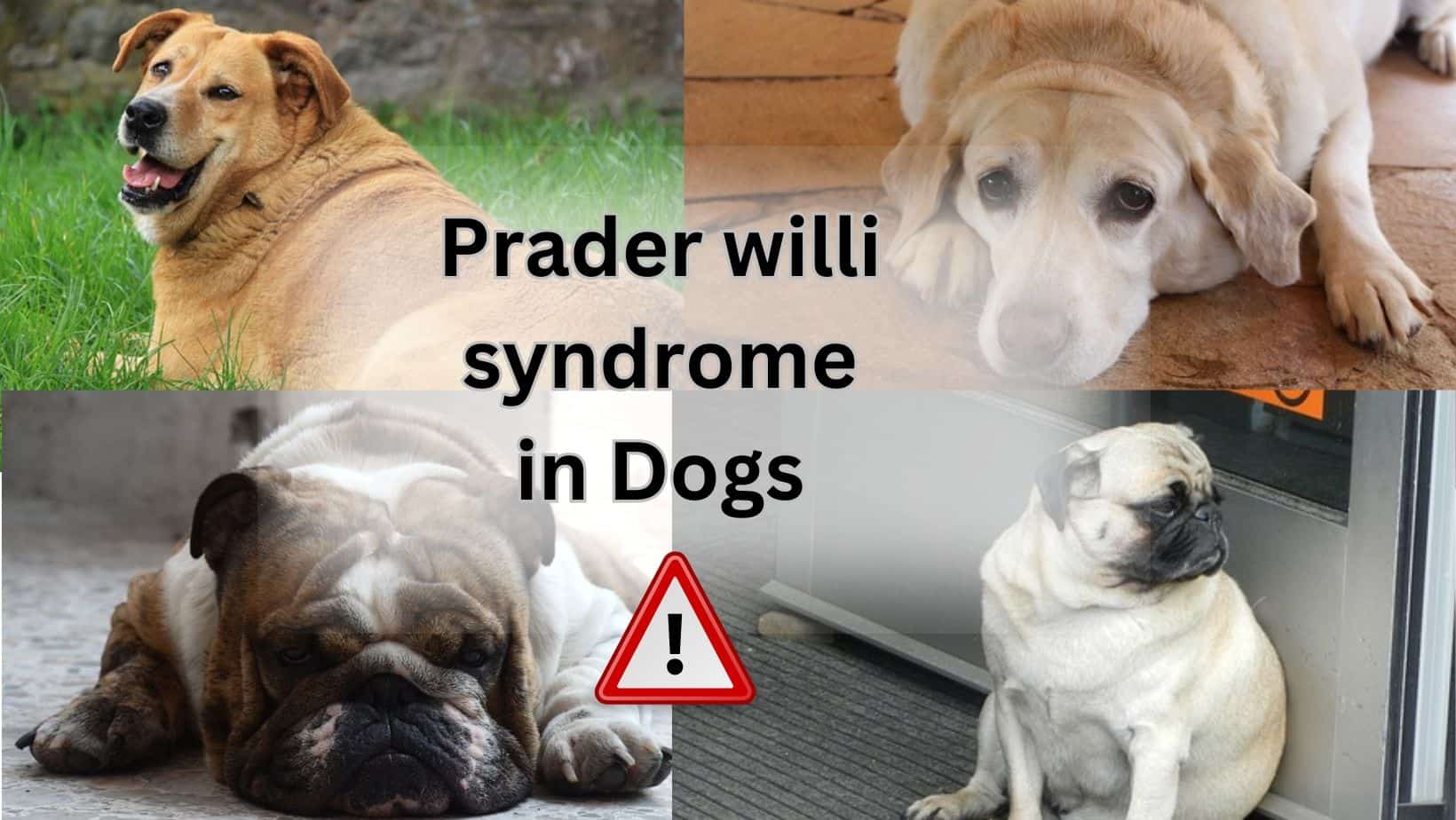 prader willi syndrome in dogs