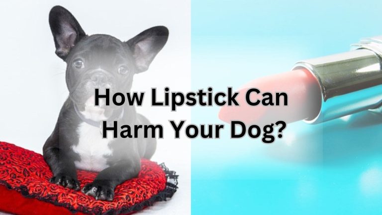 Is Lipstick Harmful to Dogs? Unveiling the Toxic Truth