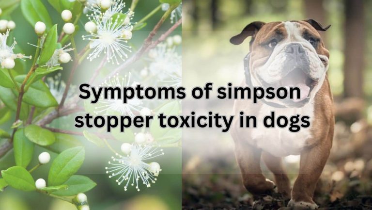 Is Simpson Stopper Poisonous to Dogs? Find Out Now!
