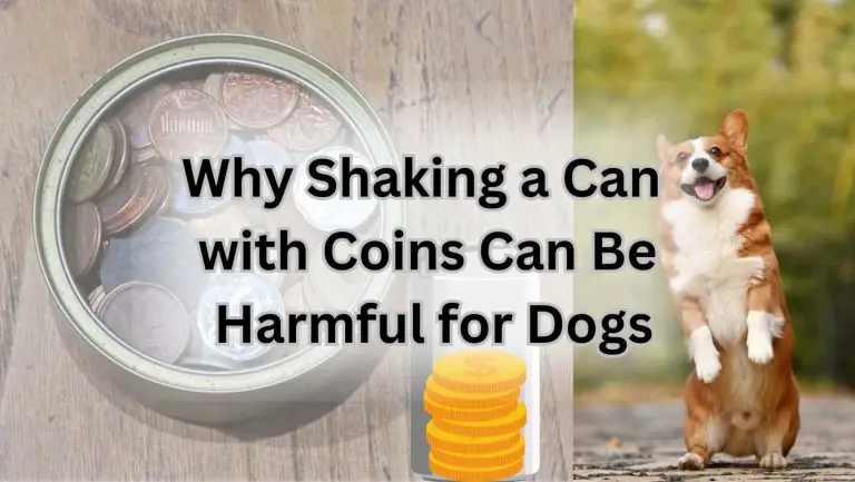 Is Shaking a Coin-Filled Can Harmful for Dogs?