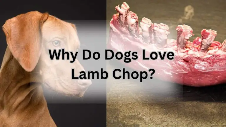 “Why Do Dogs Go Crazy for Lamb Chop? Unveiling the Secret!”