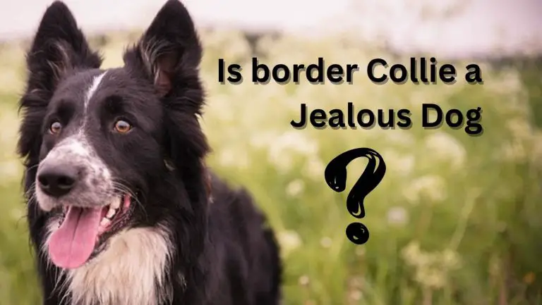 Jealous Dog Alert: Uncovering the Truth About Border Collies