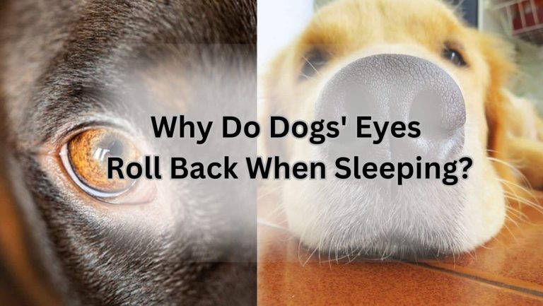 Why Do Dogs’ Eyes Roll Back While Sleeping? Unveiling the Mystery!