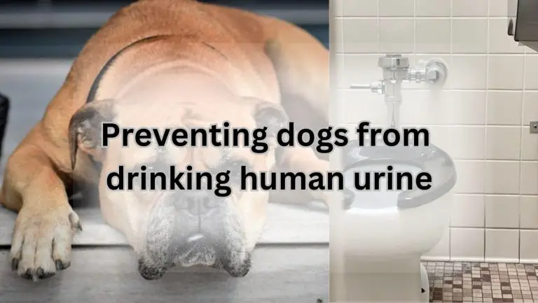 Can Dogs Get Sick from Drinking Human Urine? Find Out!