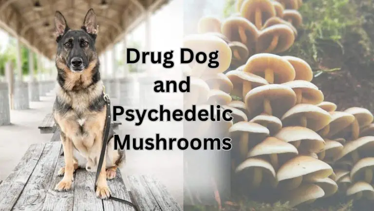 “Unleash the Truth Behind Drug Dogs and Psychedelic Mushrooms”
