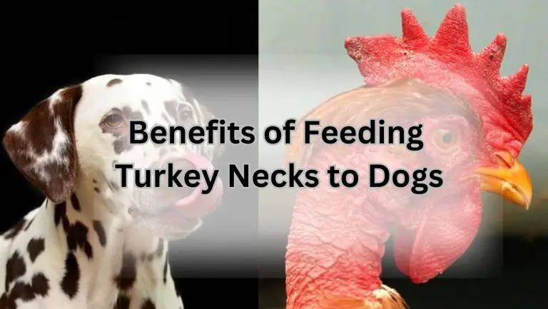 “Discover if Dogs Can Safely Enjoy Boiled Turkey Necks”