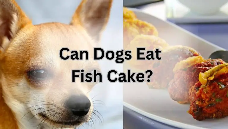 “Can Dogs Safely Enjoy Fish Cake? Find Out Now!”
