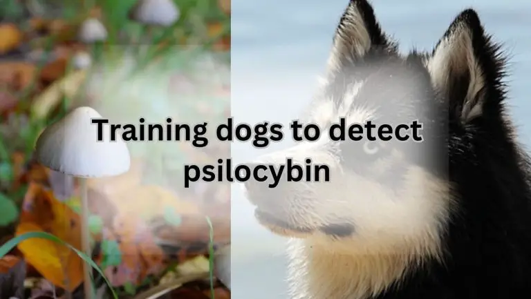 Unleashing the Truth: Can Dogs Detect Psilocybin?
