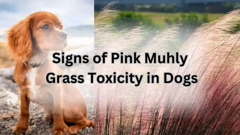 Is Pink Muhly Grass Toxic to Dogs? Uncover the Truth!