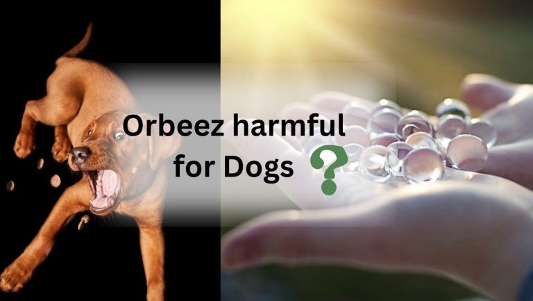 Can Orbeez Harm Dogs? Discover the Truth