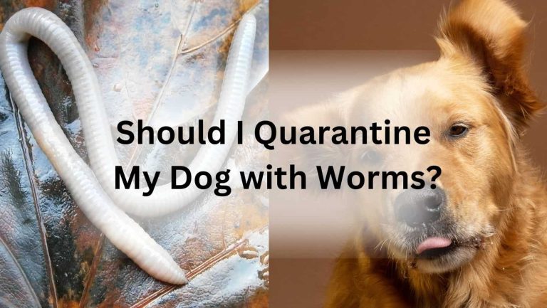 Quarantine Your Dog with Worms: Should You Take Action?