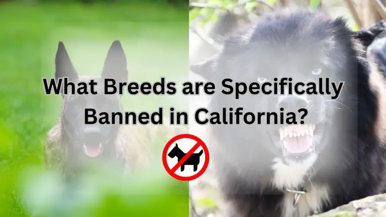 Banned Dog Breeds in California: Uncover the Forbidden Canine List
