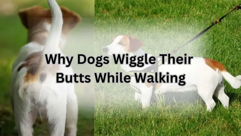 Why Does My Dog Wiggle His Bum? Unveiling the Curious Behavior