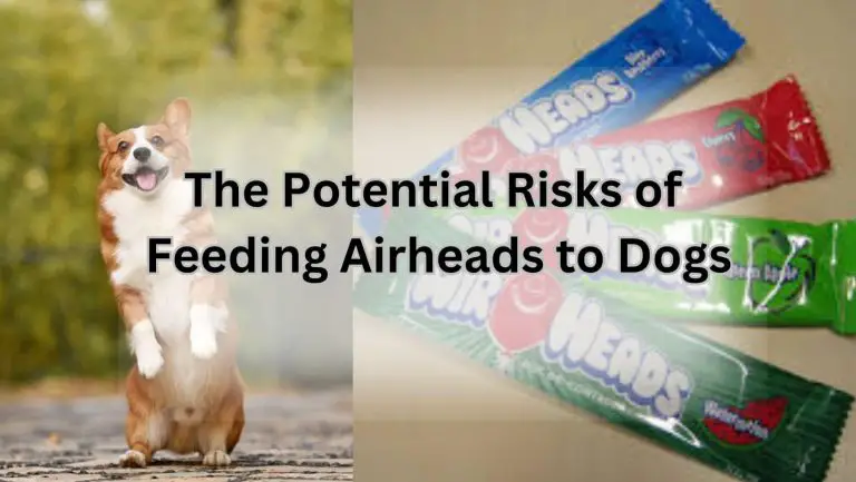 Can Dogs Safely Enjoy Airheads? Find Out Now!