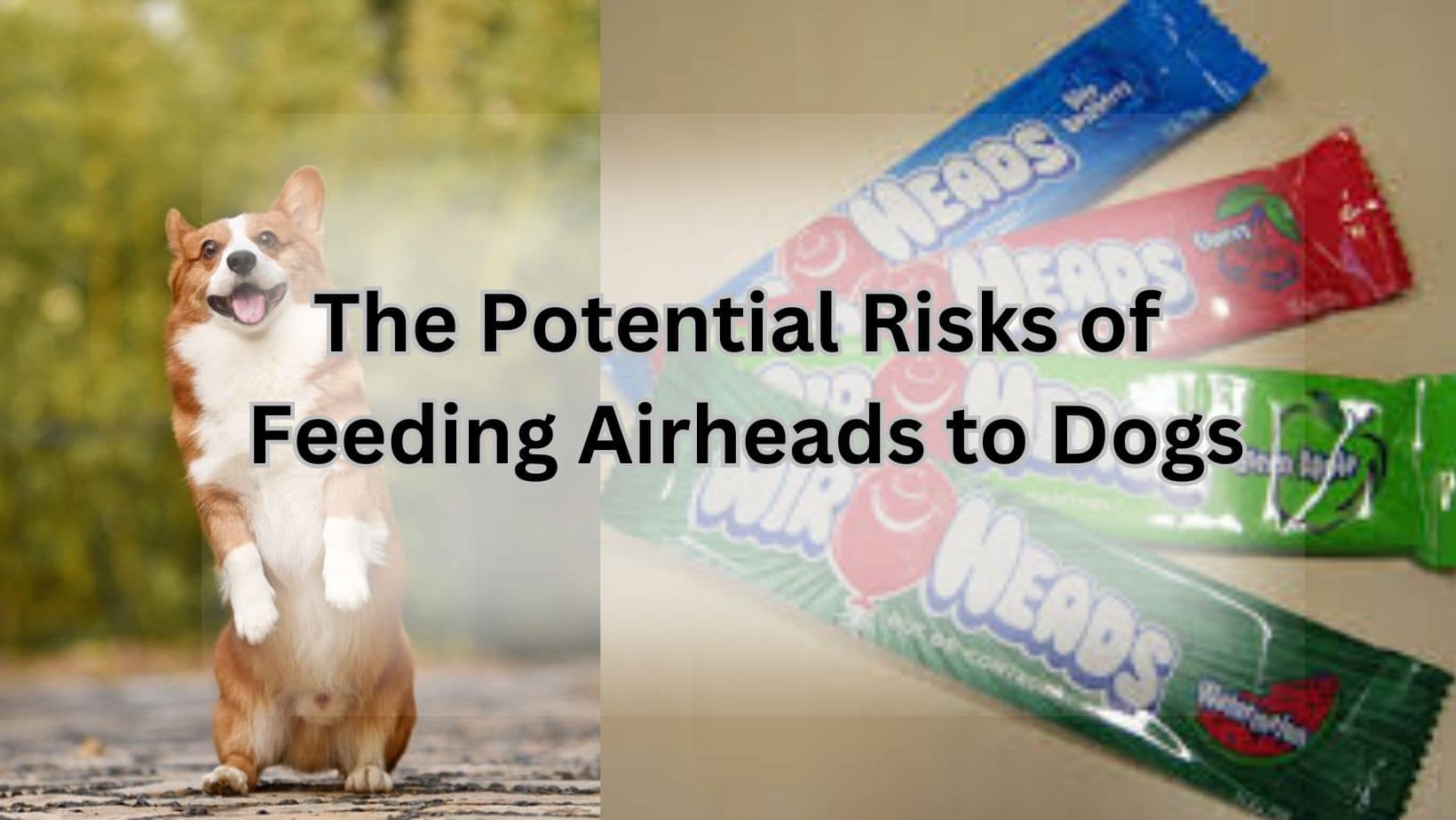 Airheads for dog