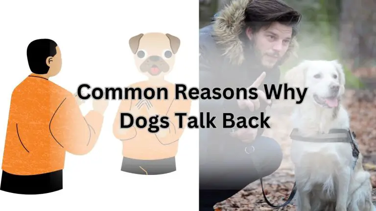 Why Does My Dog Talk Back? Unveiling Canine Communication