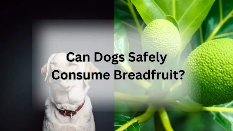 “Can Dogs Safely Enjoy Breadfruit? Find Out Here!”