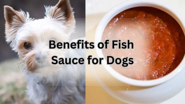 “Can Dogs Safely Indulge in Fish Sauce? Discover the Answer!”