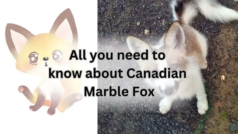 Get ready to splurge: Canadian marble fox cost revealed!