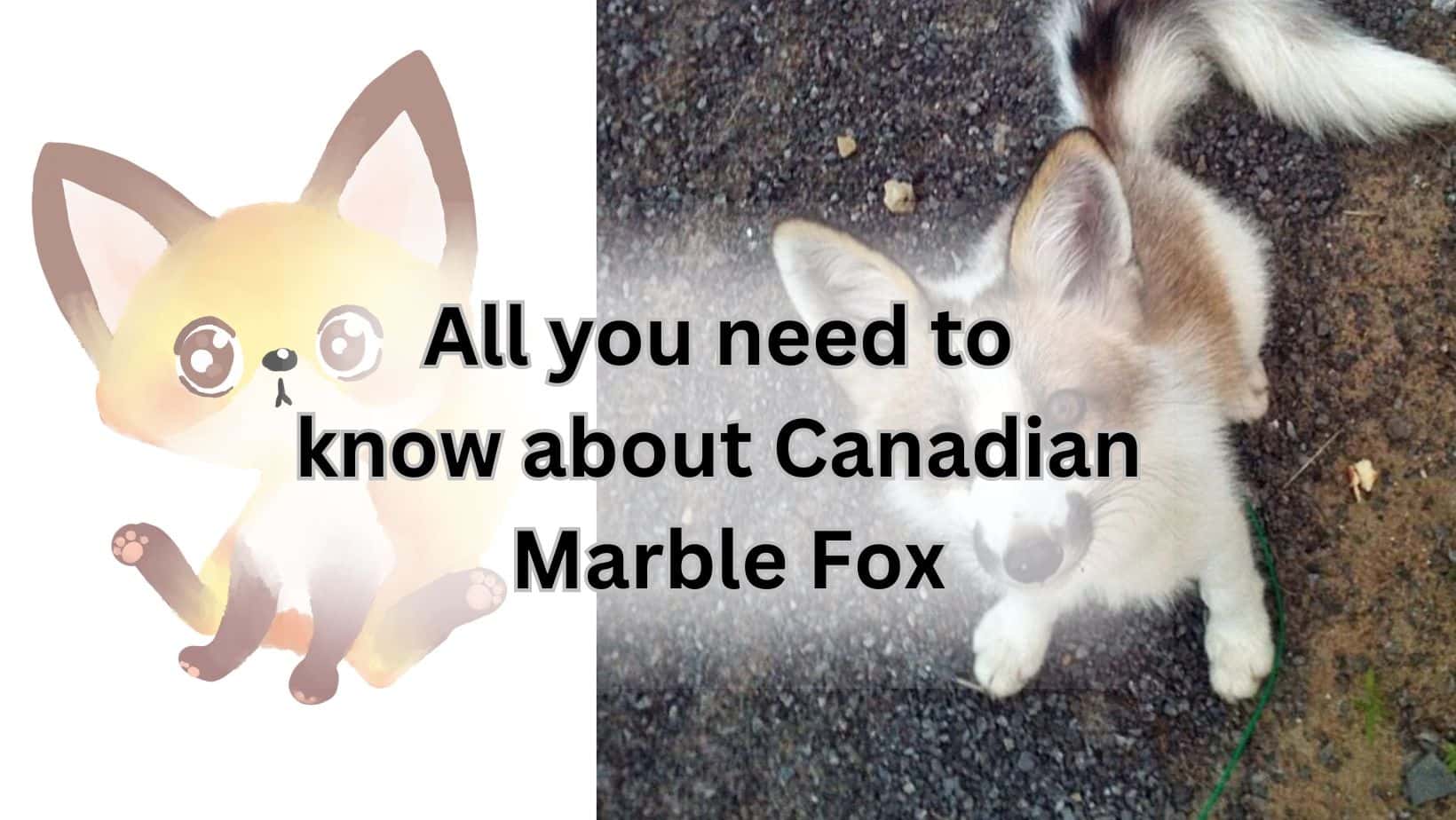 Guide on Canadian marble fox