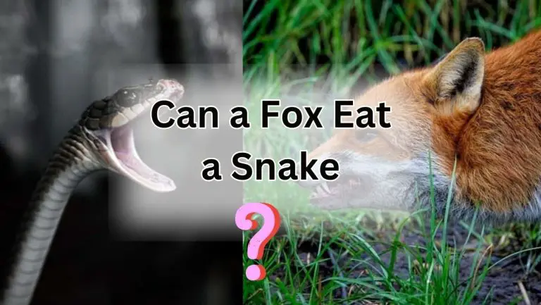 Can a Sly Fox Snack on a Slithery Snake?