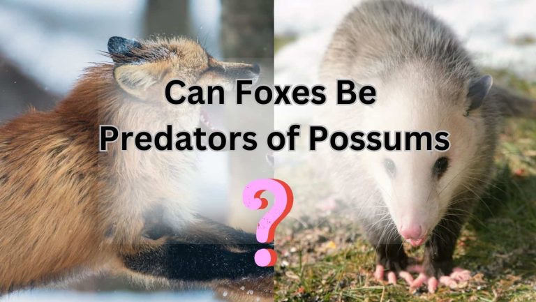Do Foxes Really Feast on Possums? Uncover the Truth!
