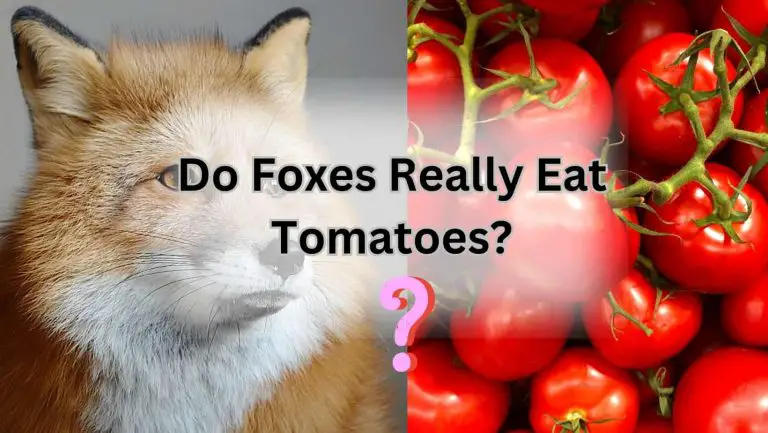 Do Mischievous Foxes Feast on Juicy Tomatoes?