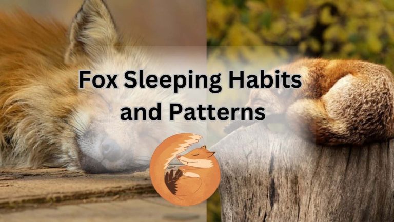 Discover how foxes catch some Z’s in style!