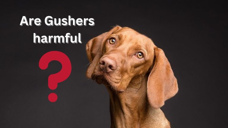 Are Gushers Harming Your Dog? Expert Insight Now!