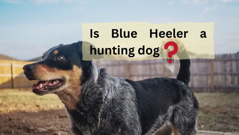 Exceptional blue heelers: Ultimate hunting dogs