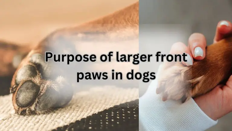 “Why Do Dogs Have Larger Front Paws? Discover the Surprising Reason!”
