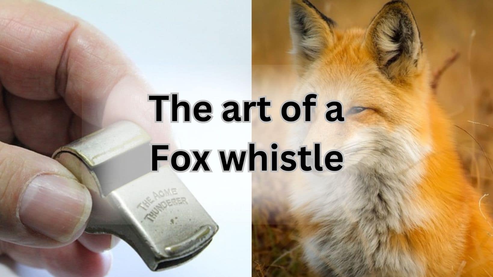 Fox whistling
