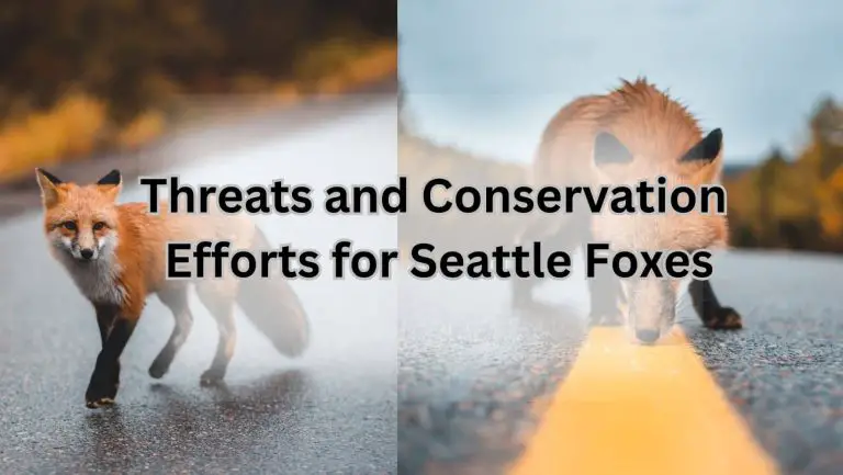 Are mischievous foxes roaming the streets of Seattle?