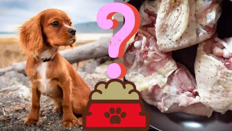 Unleash Your Dog’s Diet: Dove Meat as a Nutritious Option