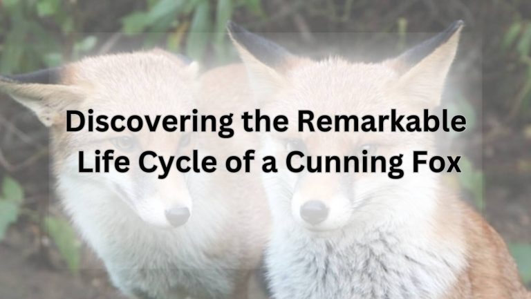 Discovering the Remarkable Life Cycle of a Cunning Fox